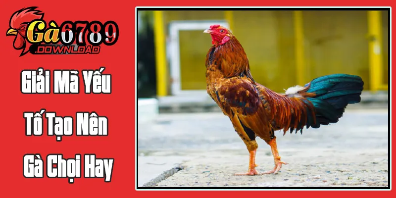 Giải Mã Yếu Tố Tạo Nên Gà Chọi Hay: Tầm Nhìn Toàn Diện