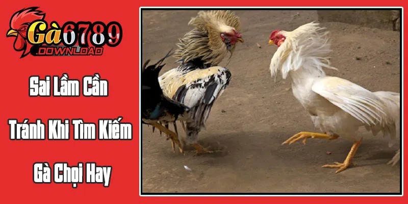 Những Sai Lầm Phổ Biến Cần Tránh Khi Tìm Kiếm Cách Chọn Gà Chọi Hay